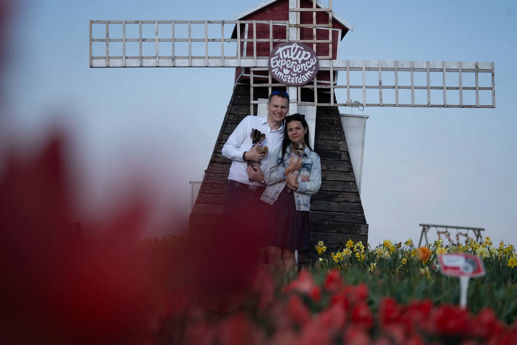 Holenderski wiatrak wśród tulipanów